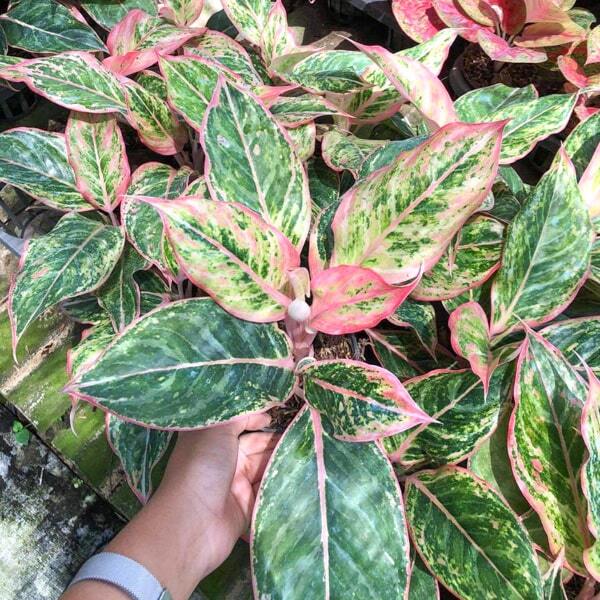 Aglaonema LOOKMAI N4