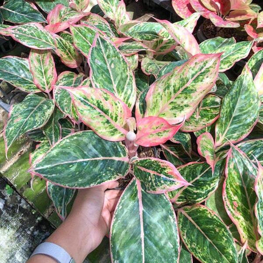 Aglaonema LOOKMAI N4