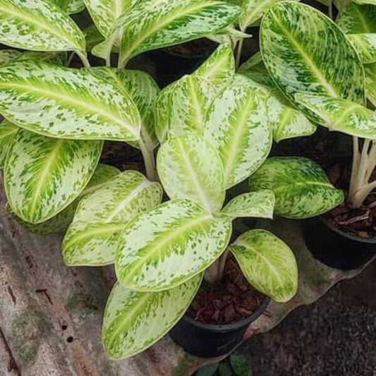 Aglaonema LOOKMAI N5