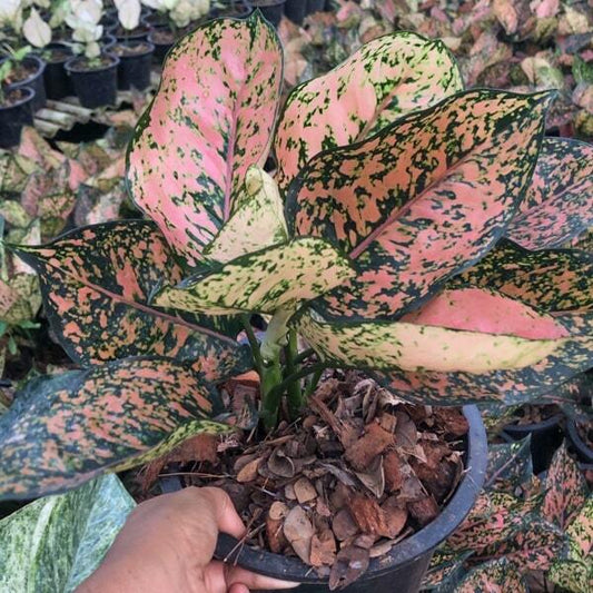 Aglaonema PINK MELODY