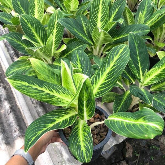 Aglaonema LOOKMAI N7