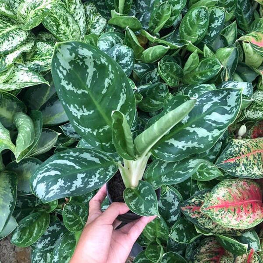 Aglaonema LOOKMAI N8