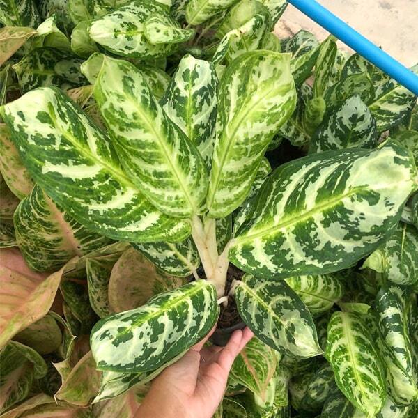 Aglaonema LOOKMAI N9
