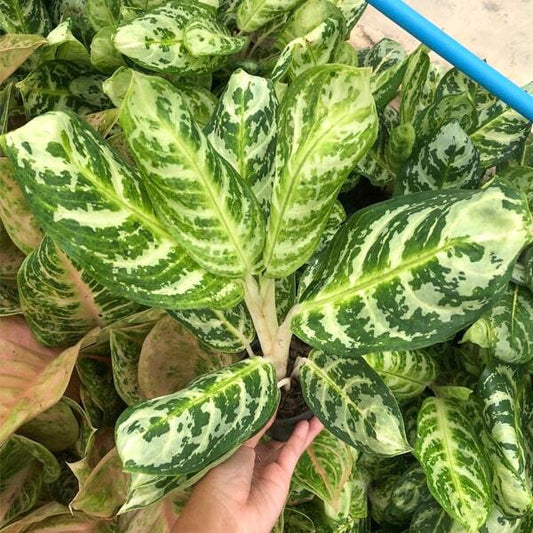 Aglaonema LOOKMAI N9