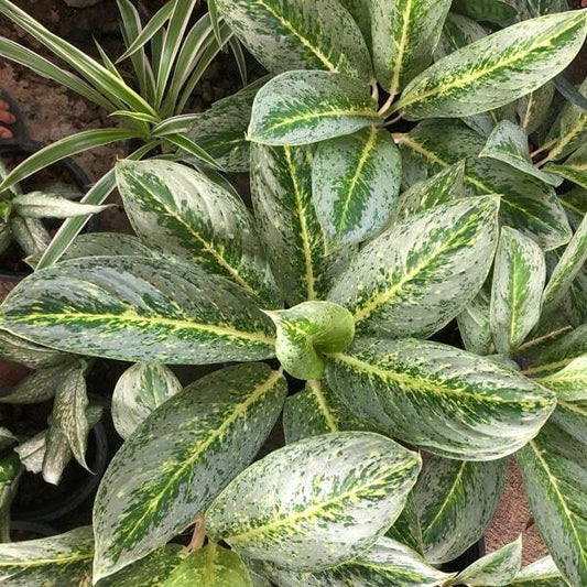 Aglaonema THONG NOP PHA KHUN