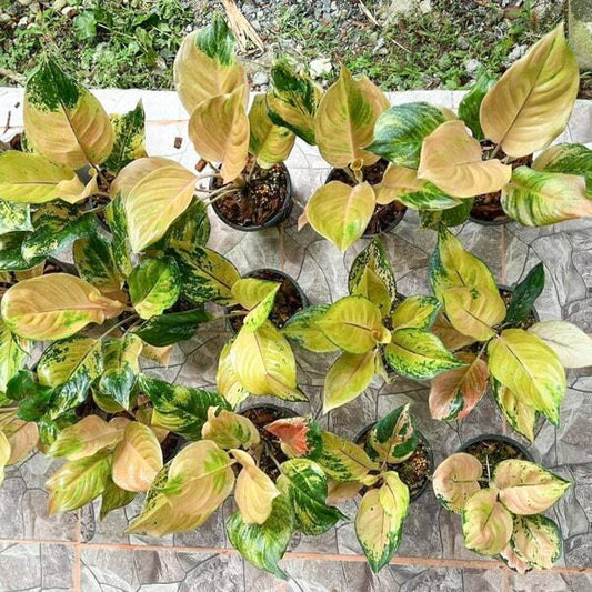 Aglaonema AMAZON GOLDEN LOVE