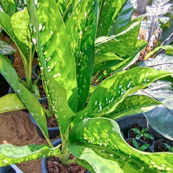 Dieffenbachia CROCODILE