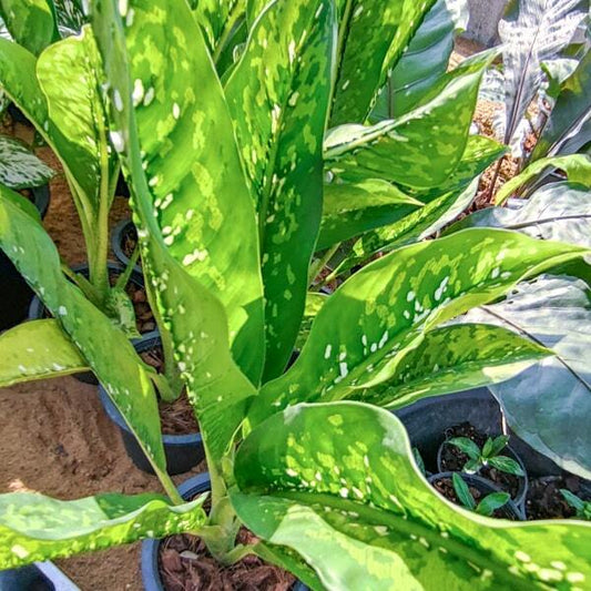 Dieffenbachia CROCODILE