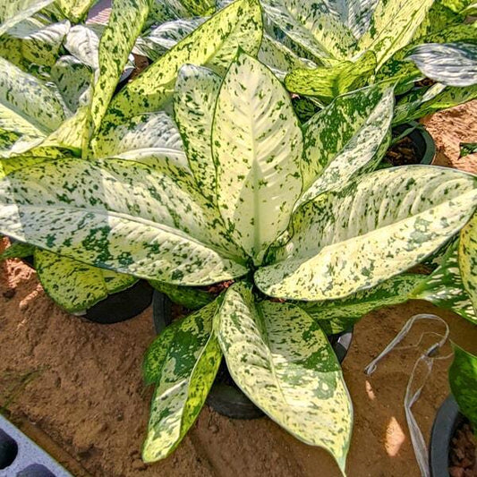 Dieffenbachia PHRAE BARAMEE
