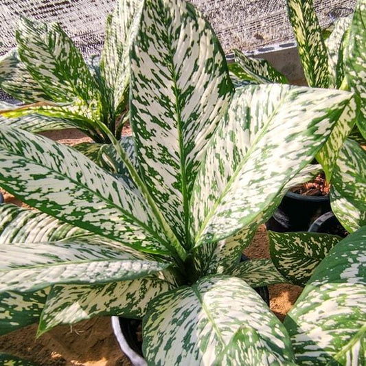 Dieffenbachia THEP MONGKOL