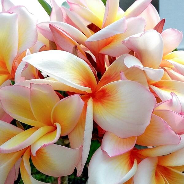 Plumeria CHOMPHU CHAO PHRAYA