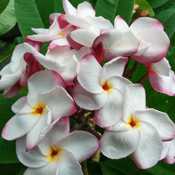 Plumeria FANCY PINK