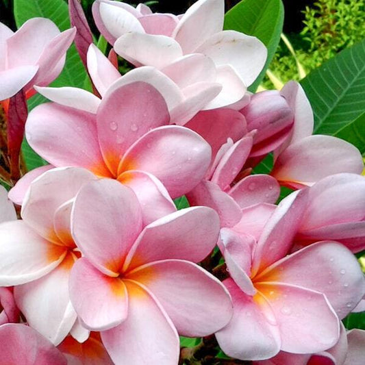 Plumeria MOUNG POUNG