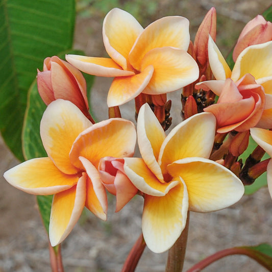 Plumeria 4245