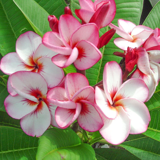 Plumeria 4606 THAI TORNADO