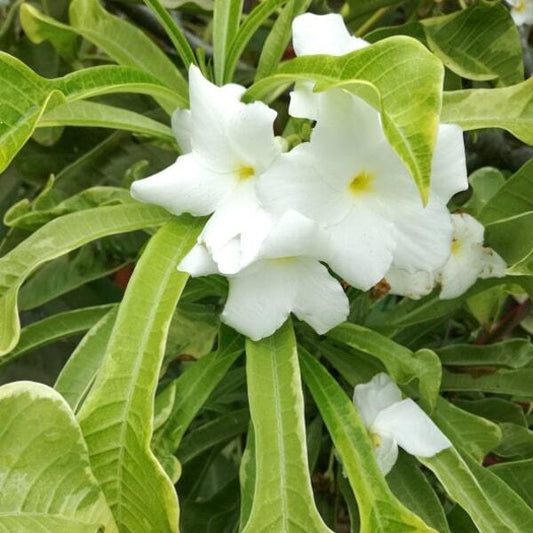 Plumeria ______ ARROW LEAF ___