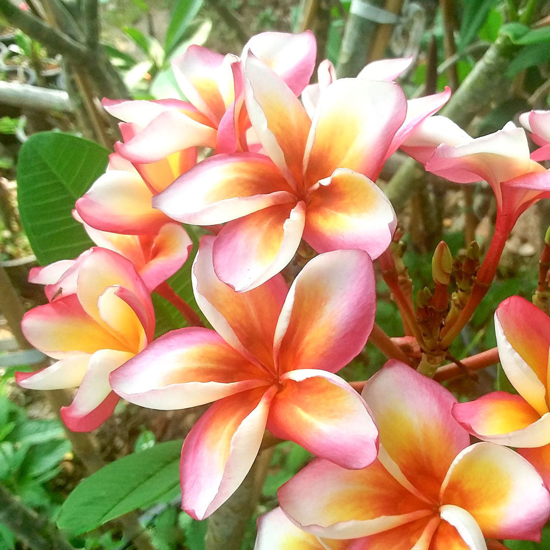 Plumeria LAI NAMTAN