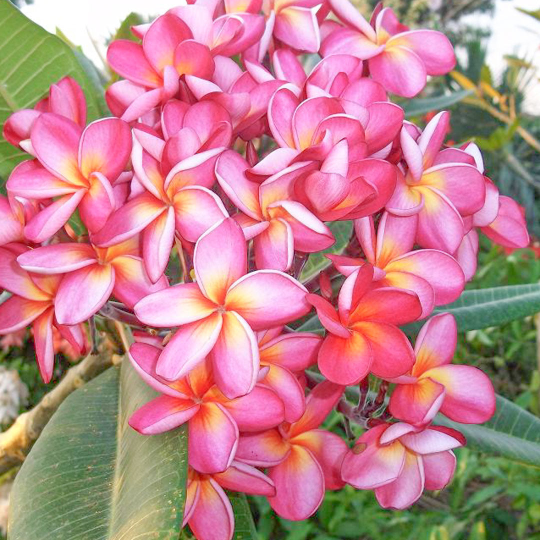 Plumeria RIM FAI