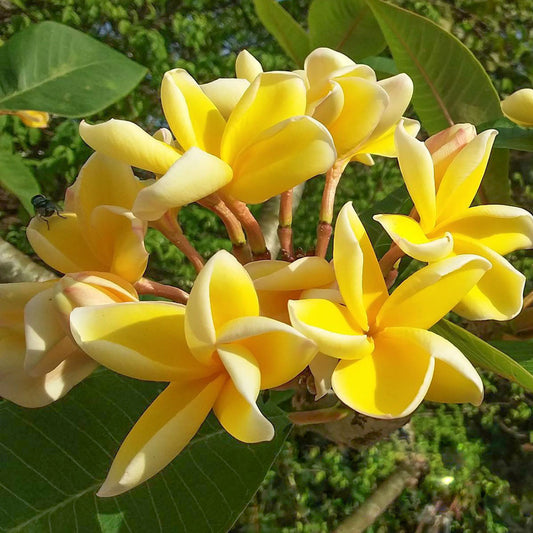 Plumeria REAN THONG