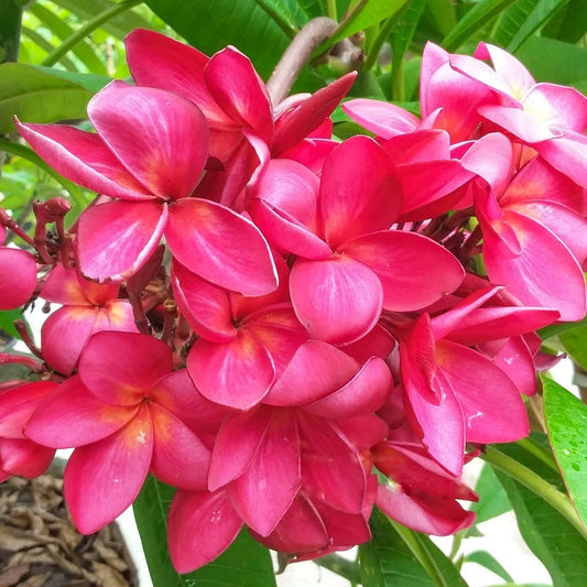 Plumeria RED SIAM
