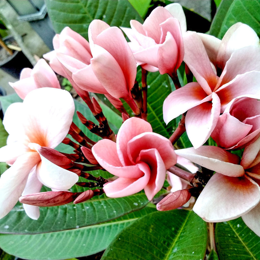 Plumeria RUNG SIRICHOK