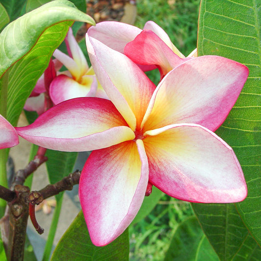 Plumeria SALLY
