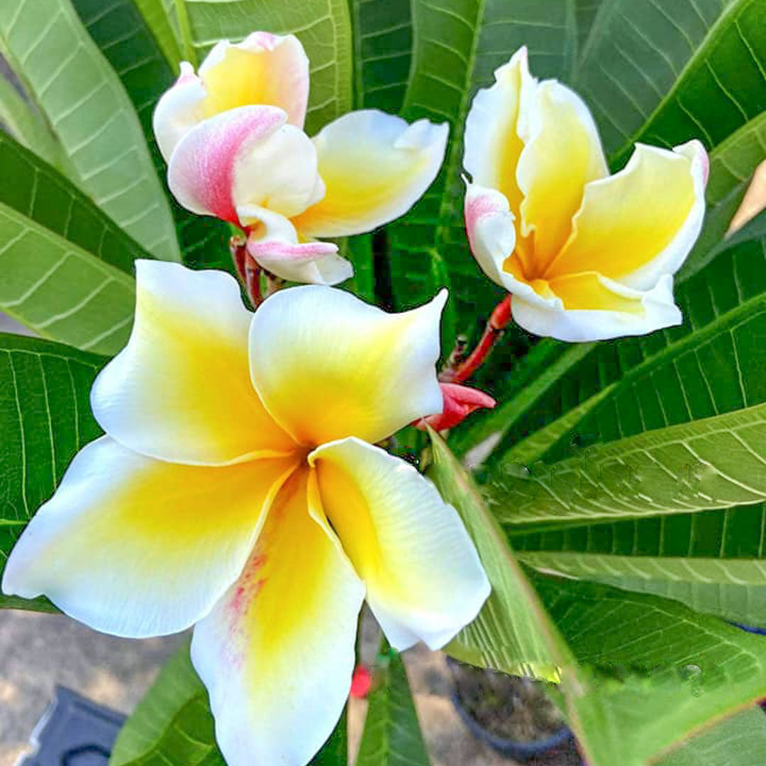 Plumeria VISHNU GOLD