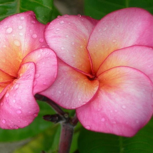 Plumeria SANG WAN TABTIM