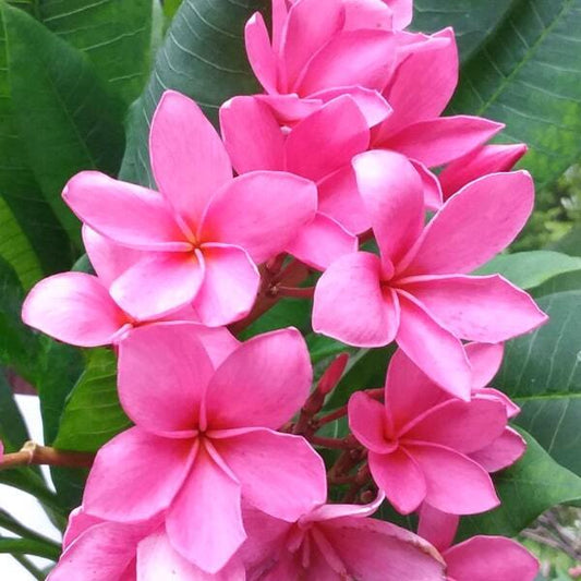 Plumeria CHOMPHU LOPBURI