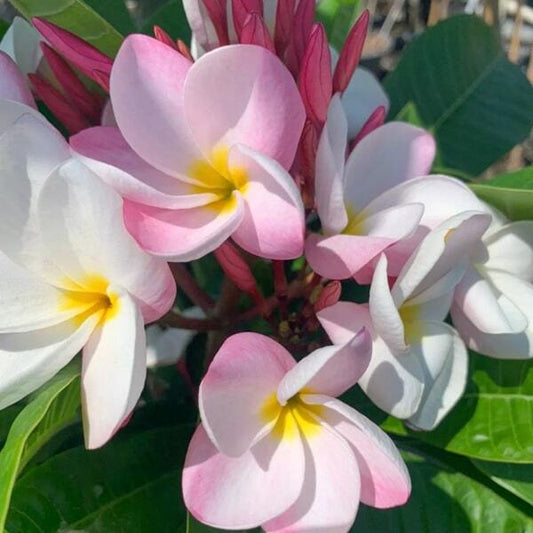 Plumeria CHOMPHU SORN RAM