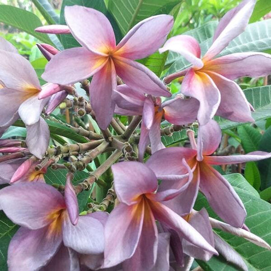 Plumeria MOUNG SA NGEAM