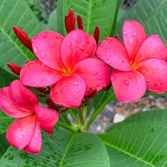 Plumeria WA SITHEE