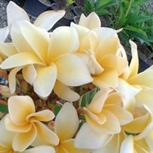 Plumeria THAILAND