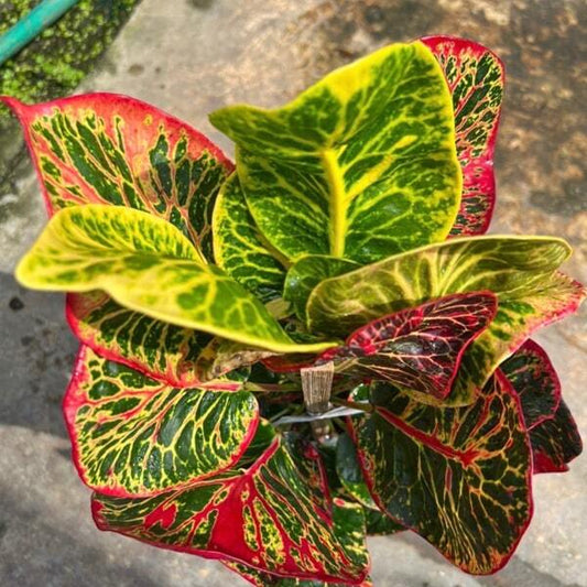 Croton BANGKOK