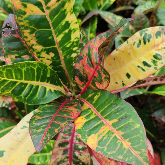 Croton COMPACT