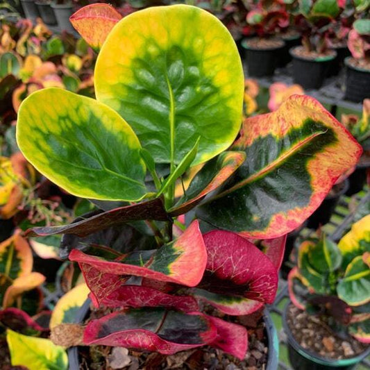 Croton DAENG SIAM