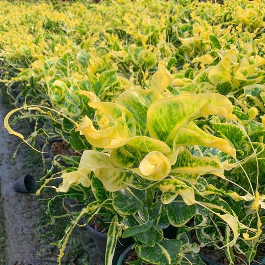 Croton DOI PUI