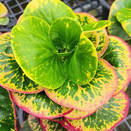 Croton MATTHANA
