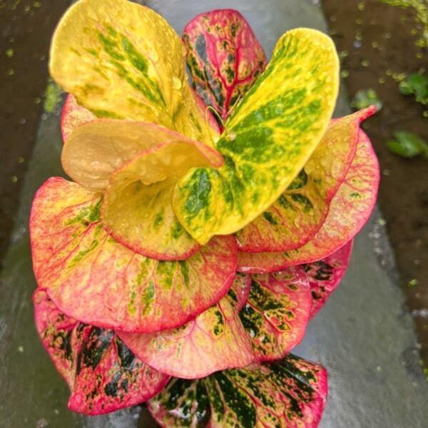 Croton NAKHON PINK