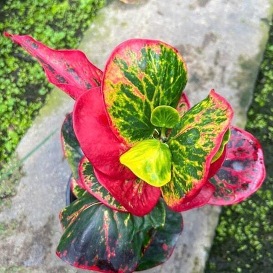 Croton NGAM JAREN