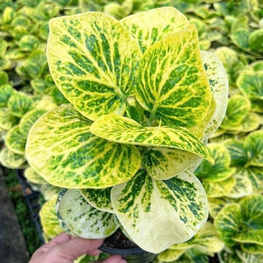 Croton MOONLIGHT Ð RATSAMEE CHAN