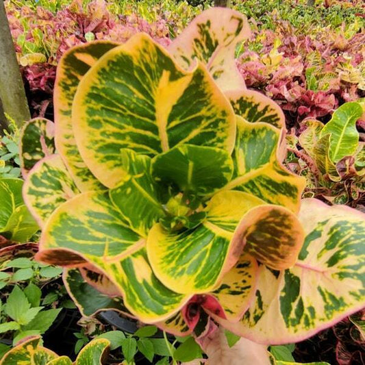 Croton SIAM