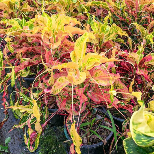 Croton SOI RAYA