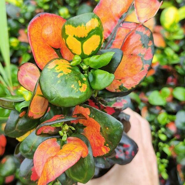 Croton TANG HU