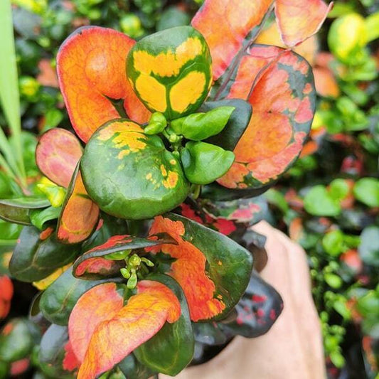 Croton TANG HU