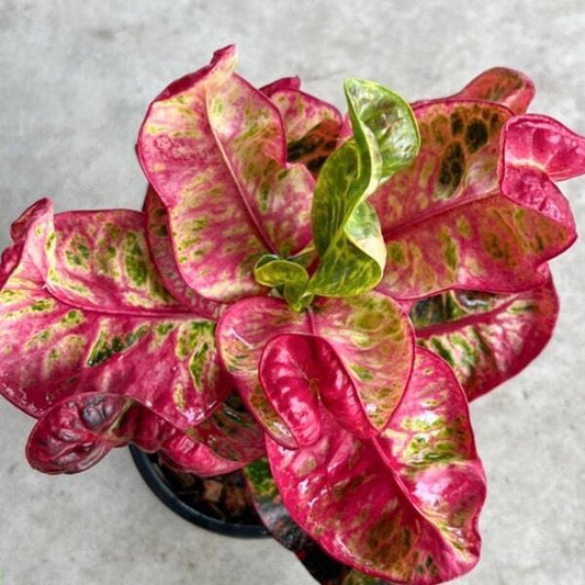Croton THEPPHARAK
