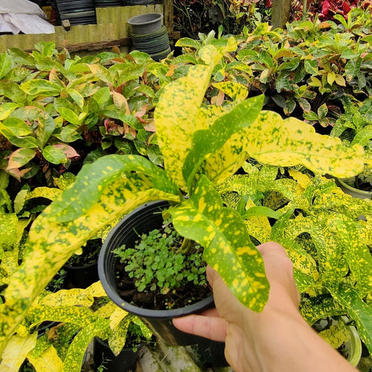 Croton BUTSARAKHAM