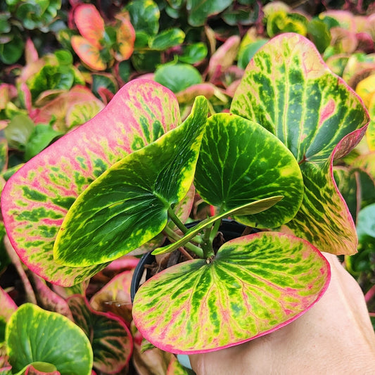 Croton CHAISEN