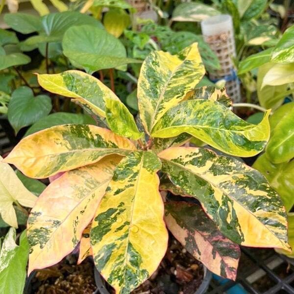 Croton HIMARAN DANG