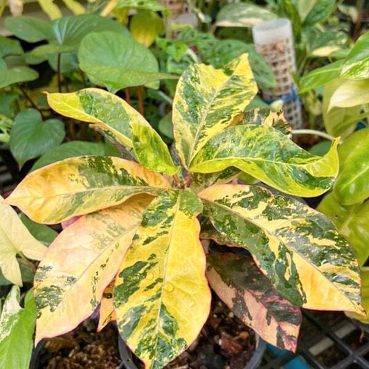Croton HIMARAN DANG